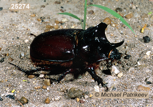 Strategus aloeus (Rutelinae, Scarabaeidae, Coleoptera)